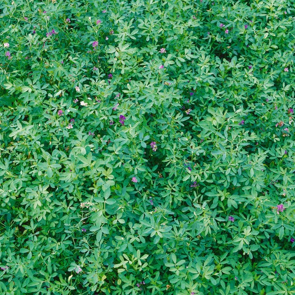 Sheep Pasture Seed Mix|Alfalfa Vernal (Medicago sativa)