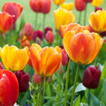 Spring Essentials Darwin Tulip Mix|Spring Essentials Darwin Tulip Mix