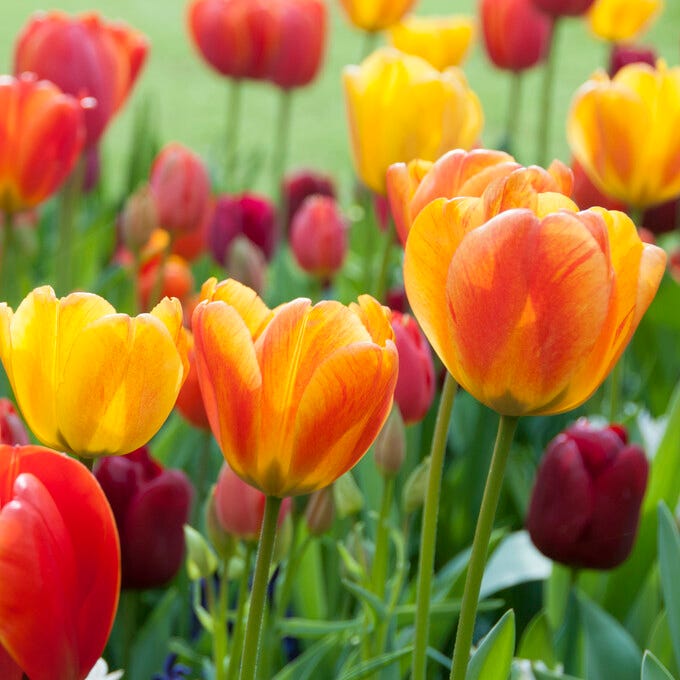 Spring Essentials Darwin Tulip Mix|Spring Essentials Darwin Tulip Mix