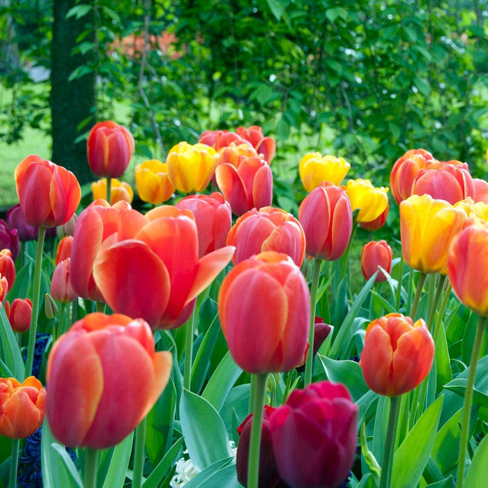 Spring Essentials Darwin Tulip Mix|Spring Essentials Darwin Tulip Mix