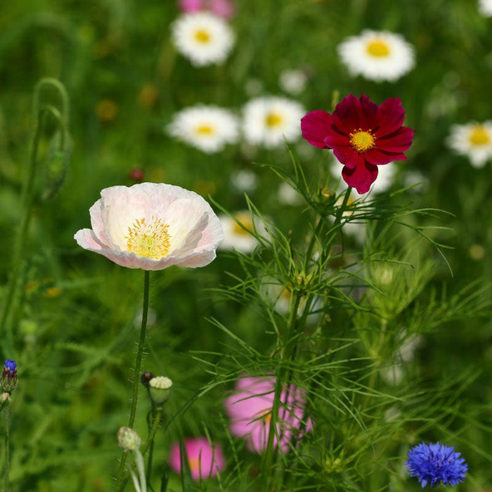 Texas & Oklahoma Select Wildflower Seed Mix|Texas & Oklahoma Wildflower Seed Mix