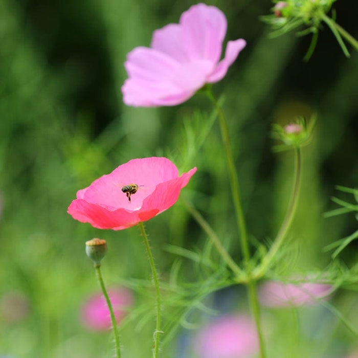 Texas & Oklahoma Select Wildflower Seed Mix|Texas & Oklahoma Wildflower Seed Mix