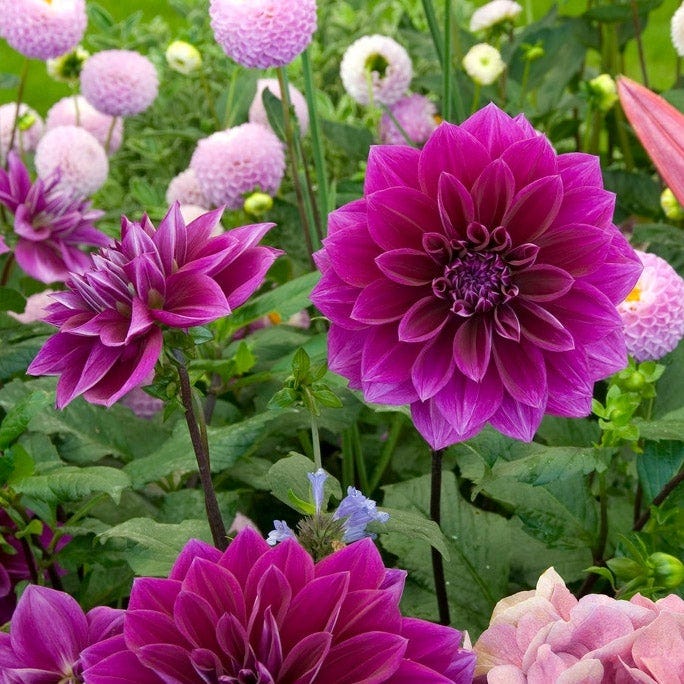 Thomas Edison Dinner Plate Dahlia|Purple Thomas Edison Dinner Plate Dahlia with other Dahlias