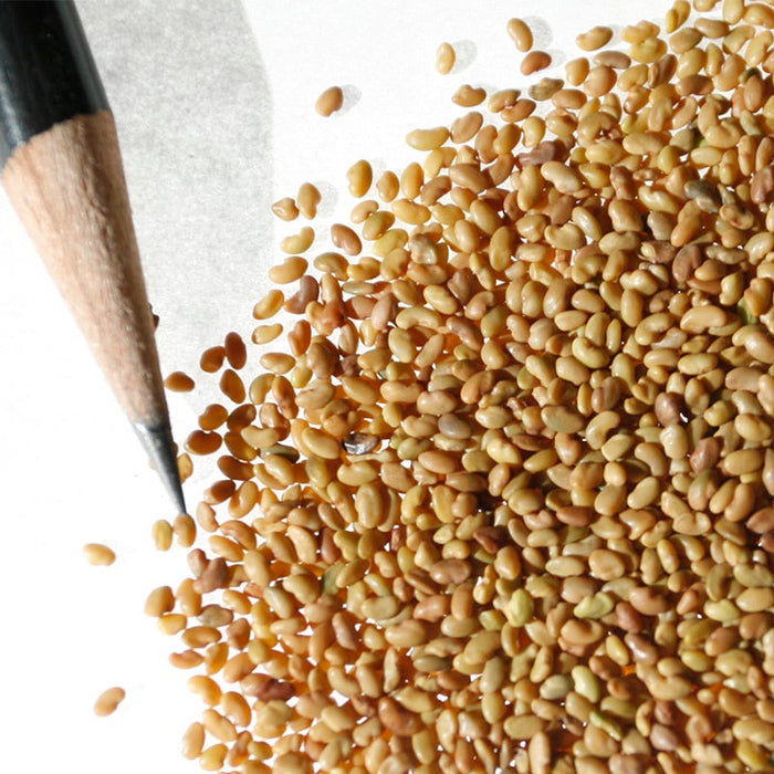 Vernal Alfalfa Seeds|Purple Vernal Alfalfa Seeds, Medicago sativa, Vernal Alfalfa