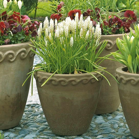White Grape Hyacinth|White Grape Hyacinth Bulbs Album, Muscari botryoides, Grape Hyacinth